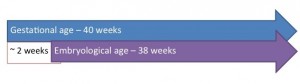 pregnancy ages