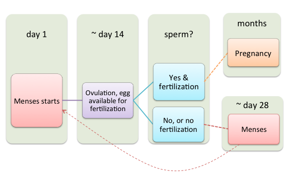 updated2 menses pregnancy