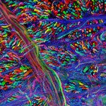 brainbow