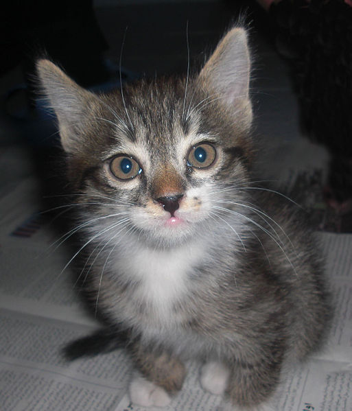 I could haz Toxoplasmodium in my poop, so be careful.