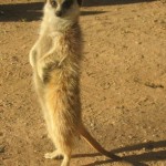 Captivating and matriarchical: the meerkat.