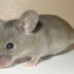 mouselarge