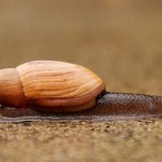 snail rosy wolflarge
