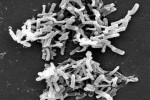 Bacteriapix